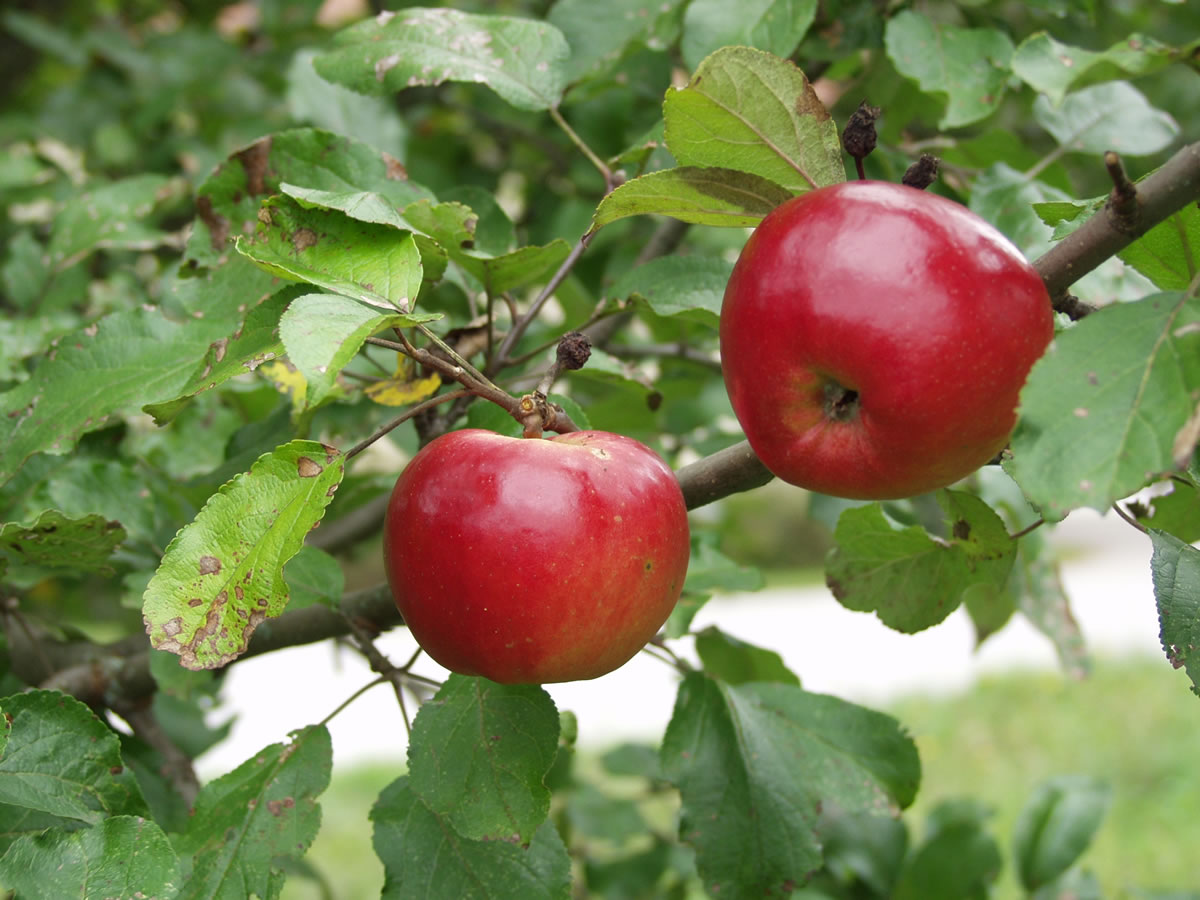 Sonnengereiftes Obst für unseren qualitätsgeprüften MostSonnengereiftes Obst