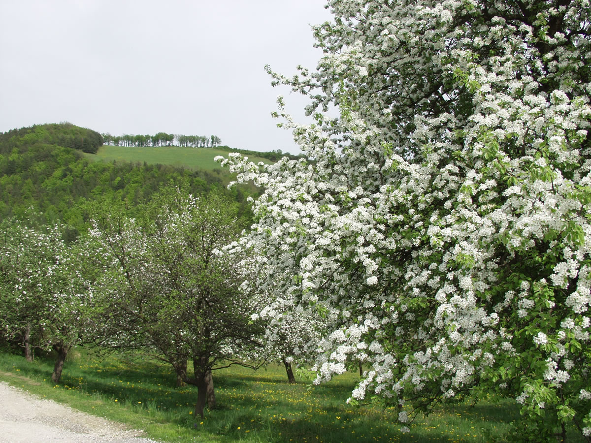 Frühling in der Radschuhleiten