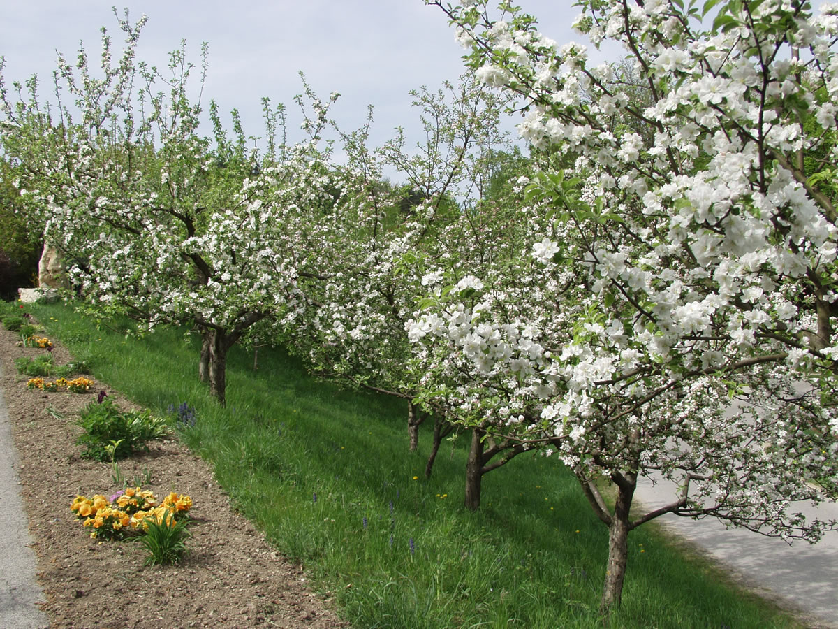 Blühende Streuobstwiesen sind bienenfreundlich!